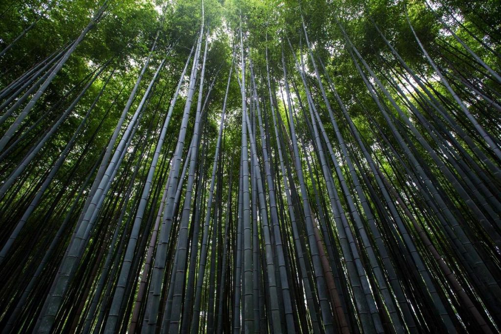 5 Bamboo Coffee Stirrer Myths That Cost Buyers Money