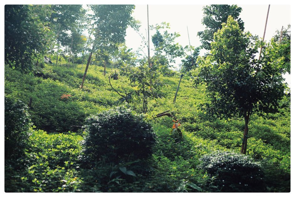 Sloped, terraced yards have historically defeated robotic mowers. The Navimow i206 AWD targets exactly this terrain.